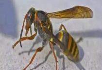 被马蜂蛰了找不到毒刺怎么办 具体怎样多久？