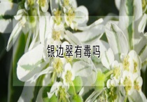 银边翠有毒吗？