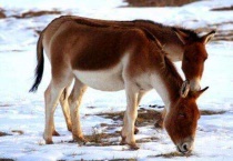 藏野驴死亡率高吗？