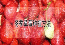 冬季草莓种植多久？