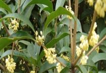 桂花树叶子干枯怎么办？干枯的原因？