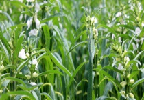 芝麻蜜 详细介绍