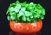 香菇草的养护多久？