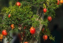 石榴树不开花不结果是什么原因？