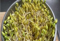 发红了的绿豆芽还可不可以吃 绿豆芽怎么吃