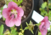 小木槿枯萎了怎么办？