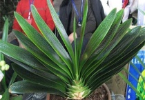 君子兰两个芯怎么办？