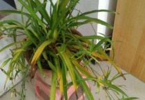 吊兰花叶黄为什么？