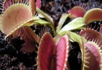 怎样给食虫草浇水