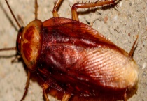 蟑螂的生活习性 蟑螂的寿命