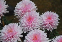 冰菊是什么菊花