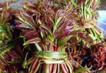 香椿树能插活吗？