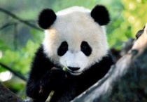 哺乳动物和爬行动物的区别？