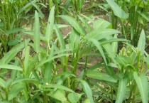 空心菜叶子发黄怎么治