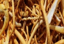 虫草菇和虫草花有什么不同 附虫草菇的作用