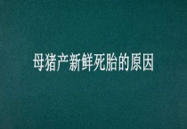 母猪产新鲜死胎的原因？