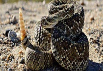 响尾蛇尾巴为什么会响 有什么作用？