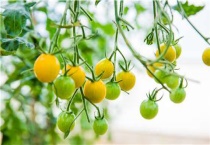 串番茄种子催芽多久？