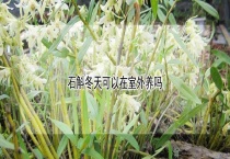 石斛冬天可以在室外养吗？