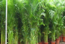 凤尾竹叶子发黄怎么办？叶子发黄的原因？