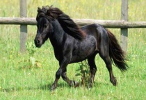 迷你马在中国能养吗？