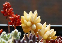 多肉播种后如何带小苗