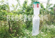 胺菊酯和氯菊酯有毒吗？