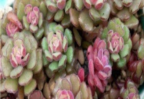 春之奇迹徒长怎么办 附养殖注意事项