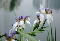 巴西鸢尾是兰花吗？