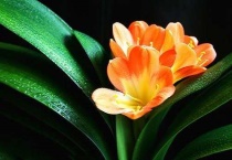 君子兰如何过冬天