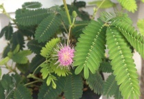 含羞草为什么不能经常碰