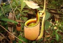 什么是二齿猪笼草