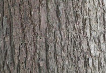 樟树树皮光滑吗？