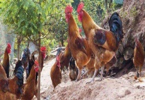 养鸡成本核算方法 主要从料肉比、饲料价格、苗鸡价格三方面进行核算