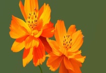 硫华菊与波斯菊的区别？