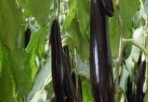 茄子发涩是什么原因？