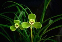 兰花不开花是什么原因？