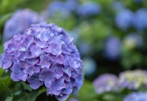 绣球闷根和缺水的区别？