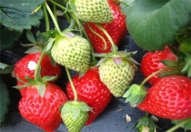 如何提高草莓膨果速度