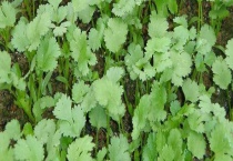 香菜种子怎么种植多久？