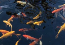 锦鲤和鲤鱼的区别？