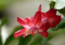 蟹爪兰烂根后如何快速生根