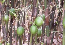 竹子会结果实吗？