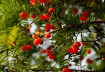 什么是矮紫杉乔木