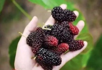 桑葚是什么样子的