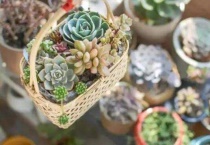 多肉根部枯萎怎么办？