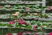 睡莲为什么长出宽大的叶子