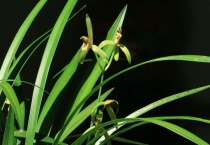 兰花根烂了后怎么多久？