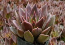 多肉黑王子和姬胧月怎么区分