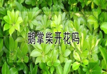 鹅掌柴开花吗？